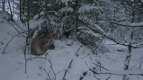 Lynx (Lynx lynx) Stock Footage 163524579
