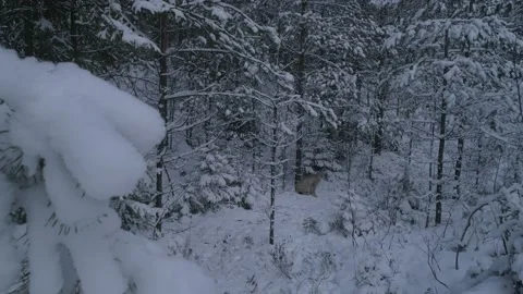 Lynx (Lynx lynx) Stock Footage 163524612