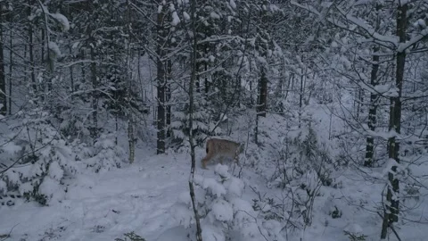 Lynx (Lynx lynx) Stock Footage 163524701