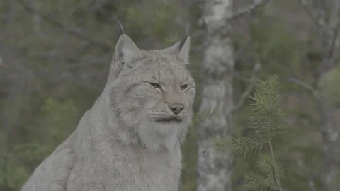 Lynx (Lynx lynx) Stock Footage 163524933