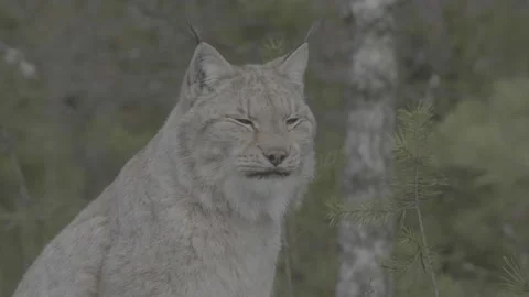 Lynx (Lynx lynx) Stock Footage 163524943