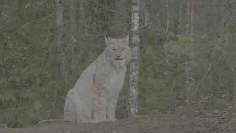 Lynx (Lynx lynx) Stock Footage 163524976