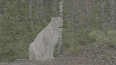Lynx (Lynx lynx) Stock Footage 163524980