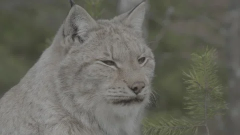 Lynx (Lynx lynx) Stock Footage 163525236