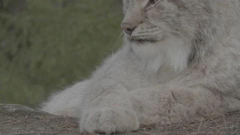 Lynx (Lynx lynx) Stock Footage 163525251