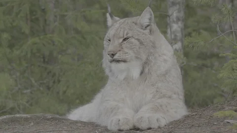 Lynx (Lynx lynx) Stock Footage 163525283