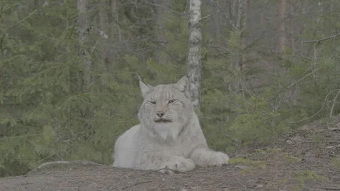 Lynx (Lynx lynx) Stock Footage 163525334