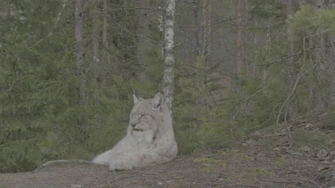 Lynx (Lynx lynx) Video stock 163525347