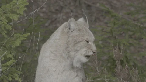 Lynx (Lynx lynx) Video stock 163525559