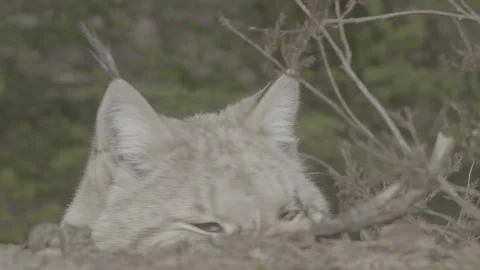 Lynx (Lynx lynx) Stock Footage 163525562