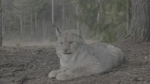 Lynx (Lynx lynx) Stock Footage 163525982