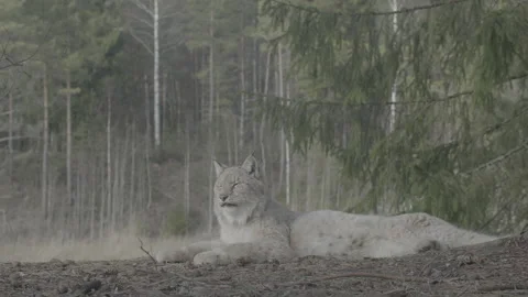 Lynx (Lynx lynx) Stock Footage 163526059