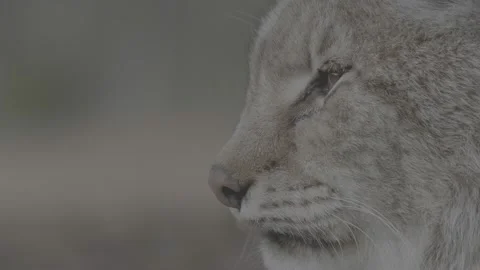 Lynx (Lynx lynx) Stock Footage 163526103