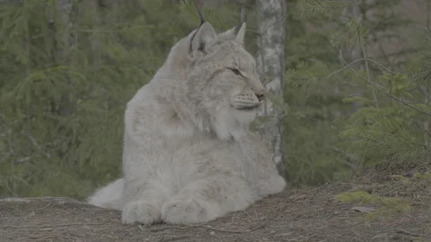 Lynx (Lynx lynx) Stock Footage 163526190
