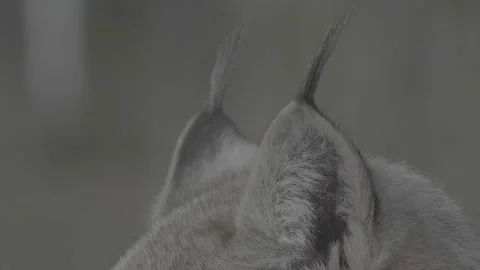 Lynx (Lynx lynx) Stock Footage 163526429