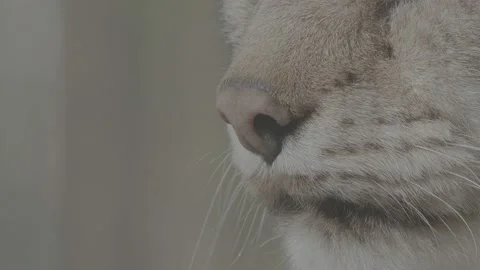 Lynx (Lynx lynx) Stock Footage 163526531