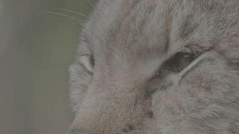 Lynx (Lynx lynx) Stock Footage 163526614