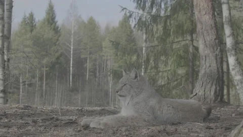 Lynx (Lynx lynx) Stock Footage 163526706