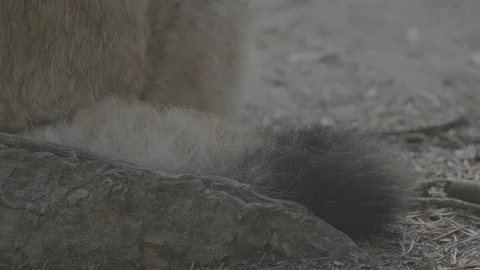 Lynx (Lynx lynx) Stock Footage 163526834