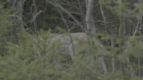 Lynx (Lynx lynx) Video stock 163526851