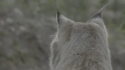 Lynx (Lynx lynx) Video stock 163526863