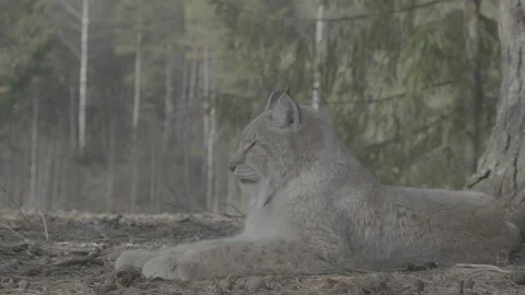 Lynx (Lynx lynx) Stock Footage 163526881