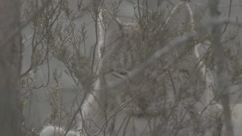 Lynx (Lynx lynx) Stock Footage 163526992
