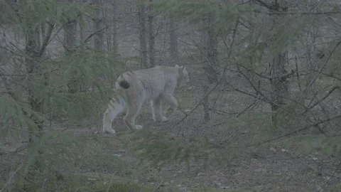 Lynx (Lynx lynx) Stock Footage 163527074