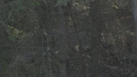 Lynx (Lynx lynx) Stock Footage 163527142