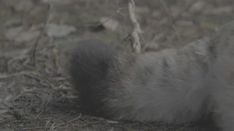 Lynx (Lynx lynx) Stock Footage 163527220