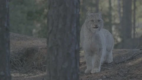 Lynx (Lynx lynx) Video stock 163527268