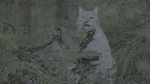Lynx (Lynx lynx) Stock Footage 163527353