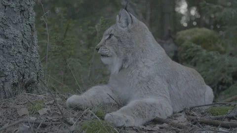 Lynx (Lynx lynx) Stock Footage 163527493