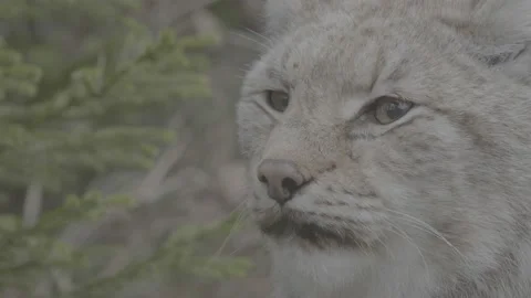 Lynx (Lynx lynx) Stock-Footage 163527704