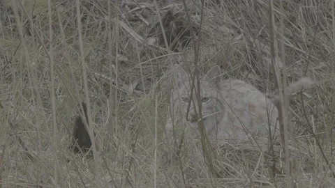 Lynx (Lynx lynx) Stock Footage 163527906