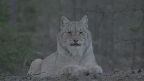 Lynx (Lynx lynx) Stock Footage 163527945