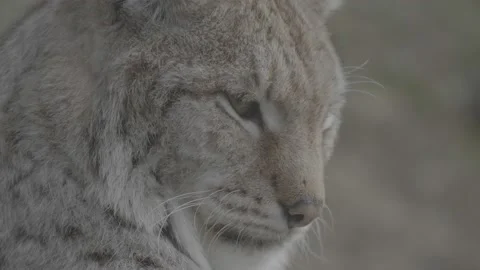 Lynx (Lynx lynx) Stock Footage 163527982