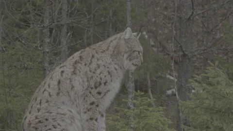 Lynx (Lynx lynx) Stock Footage 163528043