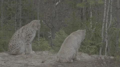 Lynx (Lynx lynx) Stock Footage 163528223