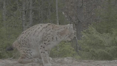Lynx (Lynx lynx) Stock Footage 163528278