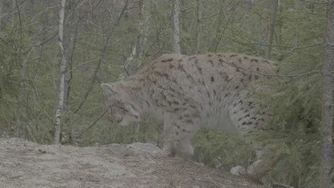 Lynx (Lynx lynx) Stock Footage 163528362