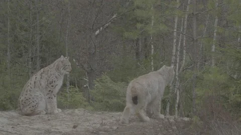 Lynx (Lynx lynx) Stock Footage 163528513