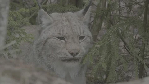 Lynx (Lynx lynx) Stock Footage 163528690