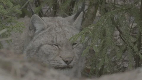Lynx (Lynx lynx) Stock Footage 163528707
