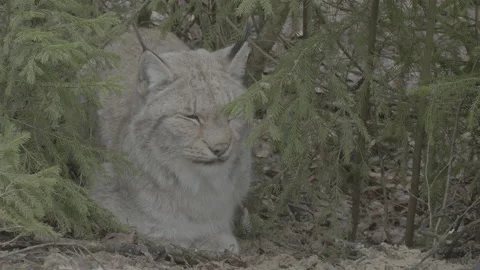 Lynx (Lynx lynx) Stock Footage 163528739