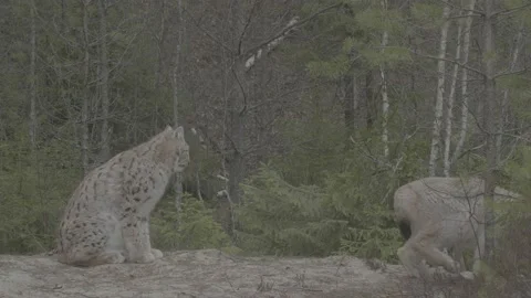 Lynx (Lynx lynx) Stock Footage 163528800