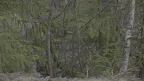 Lynx (Lynx lynx) Stock Footage 163529063