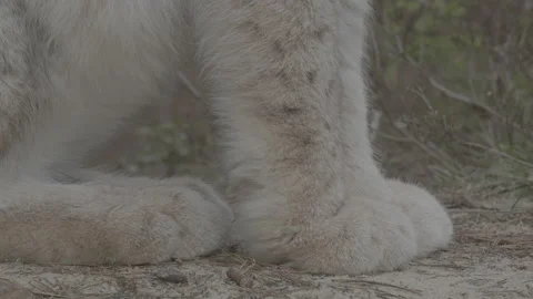 Lynx (Lynx lynx) Stock Footage 163529126