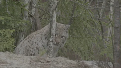 Lynx (Lynx lynx) Stock Footage 163529130