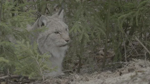 Lynx (Lynx lynx) Stock Footage 163529324